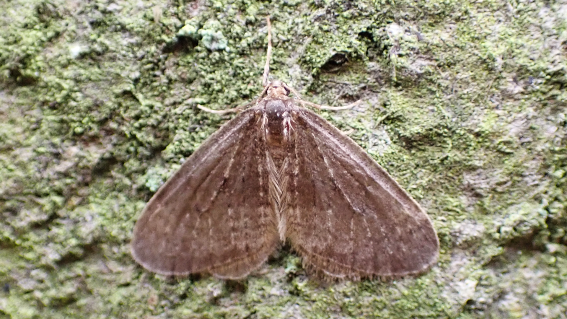 Winter Moth