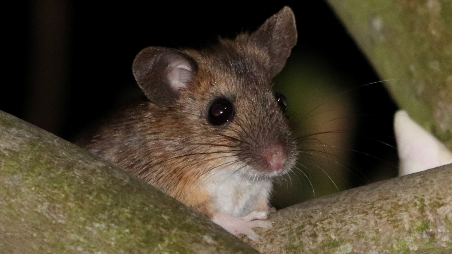 Wood Mouse
Apodemus sylvaticus