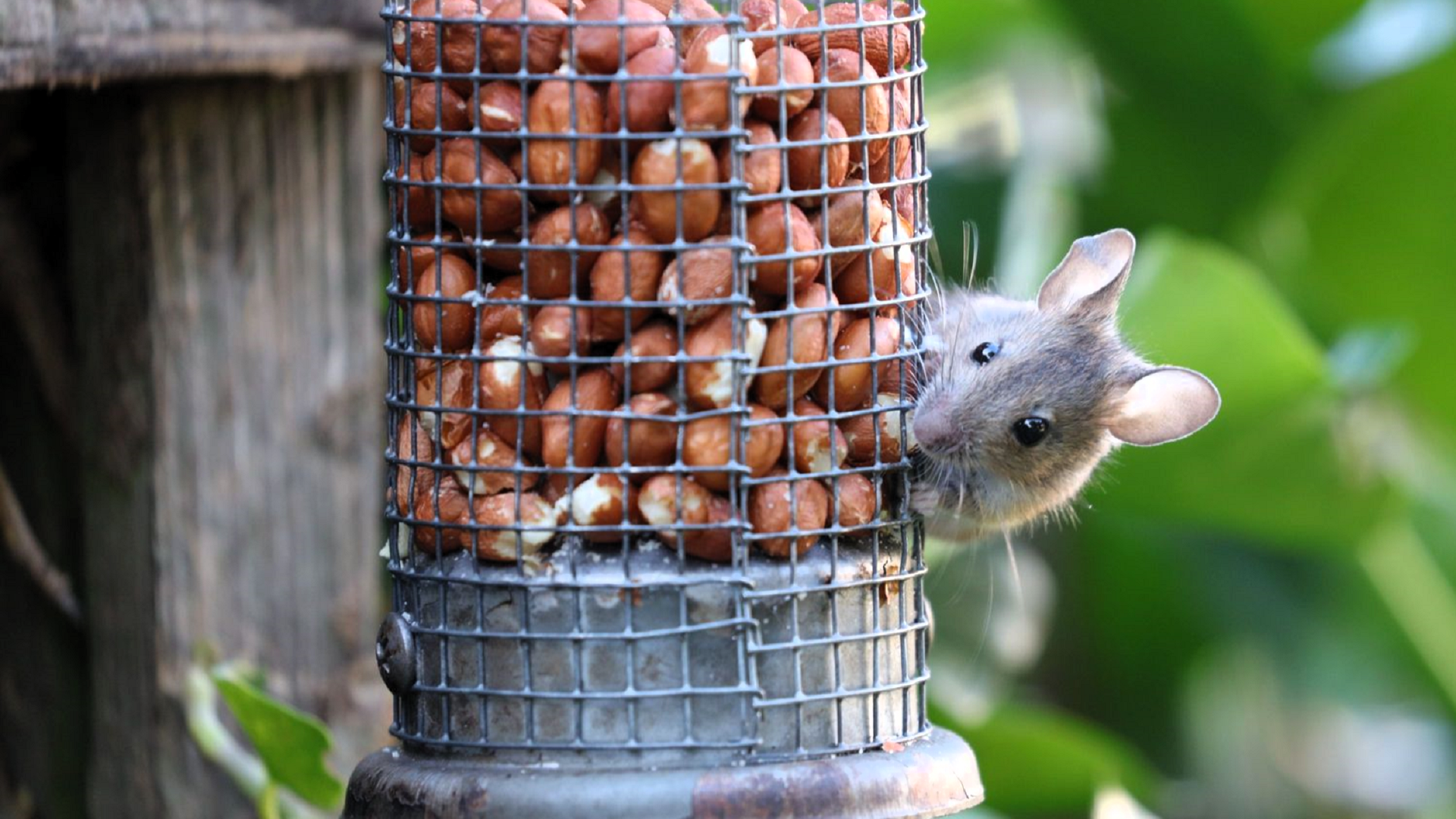 wood mouse