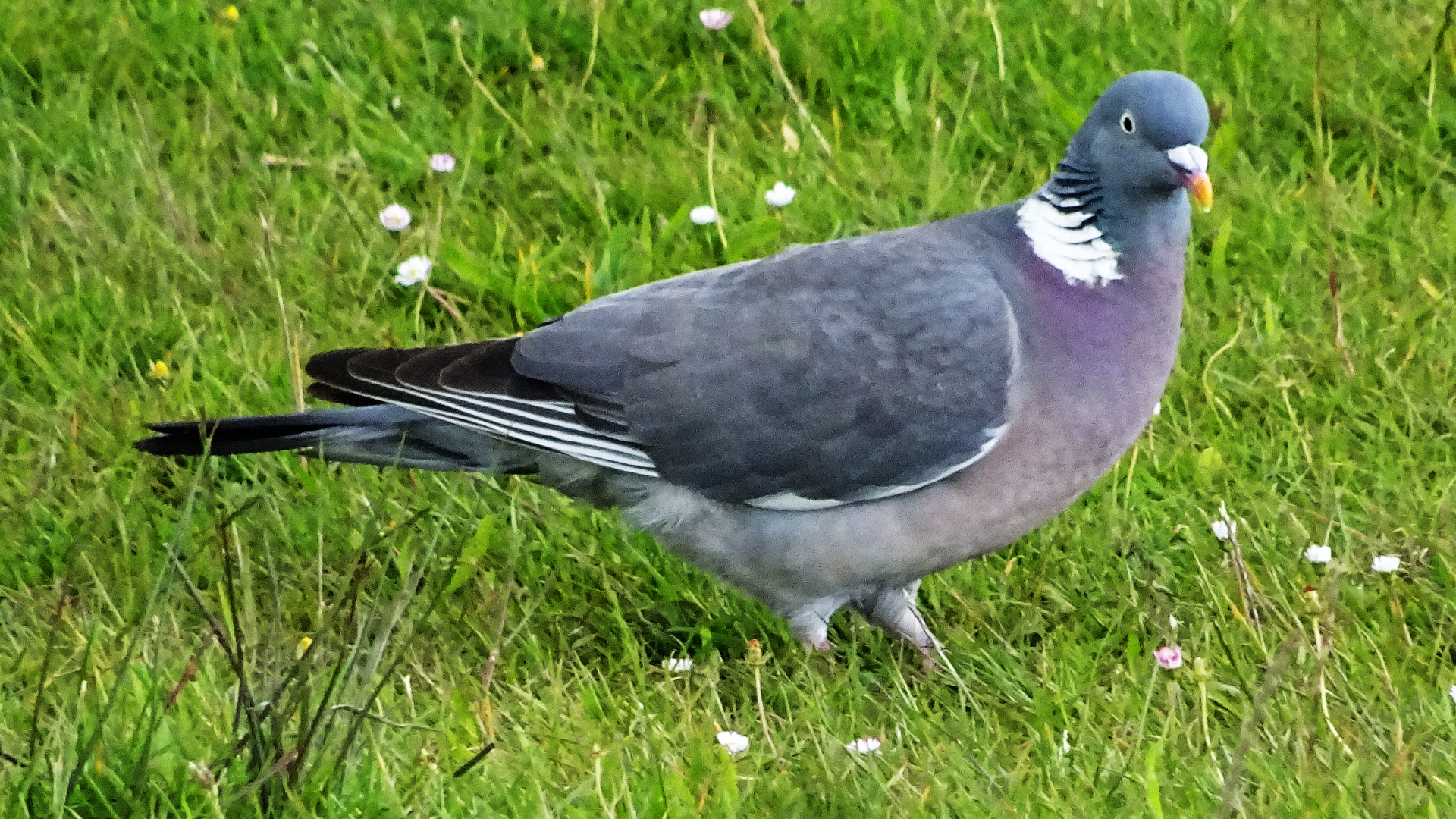 woodpigeon