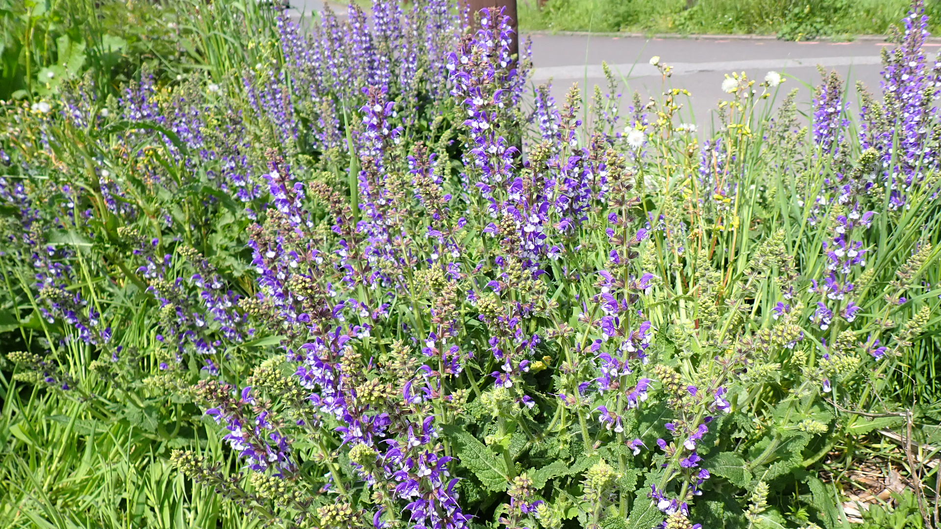 Meadow Sage