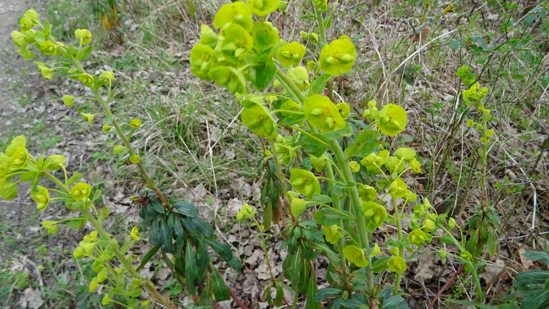 Spurge