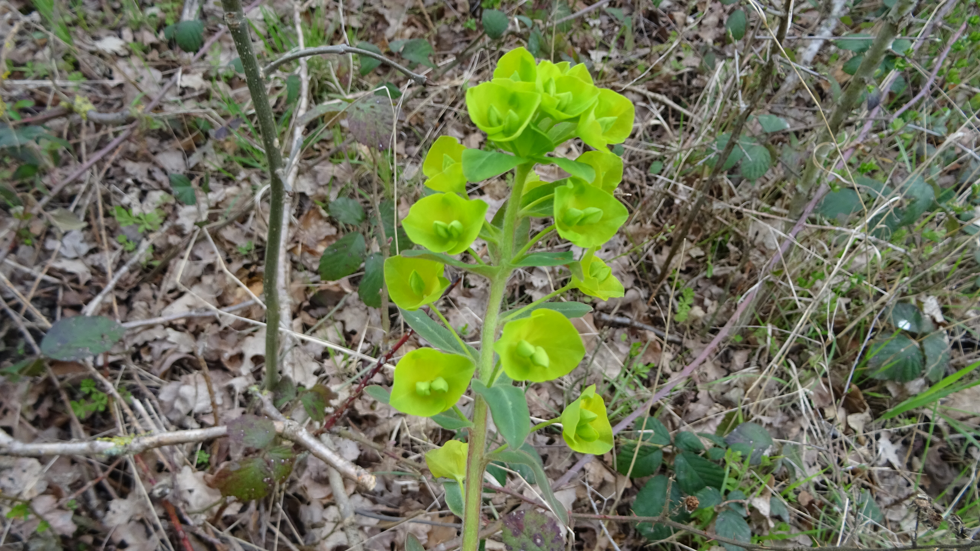 Spurge