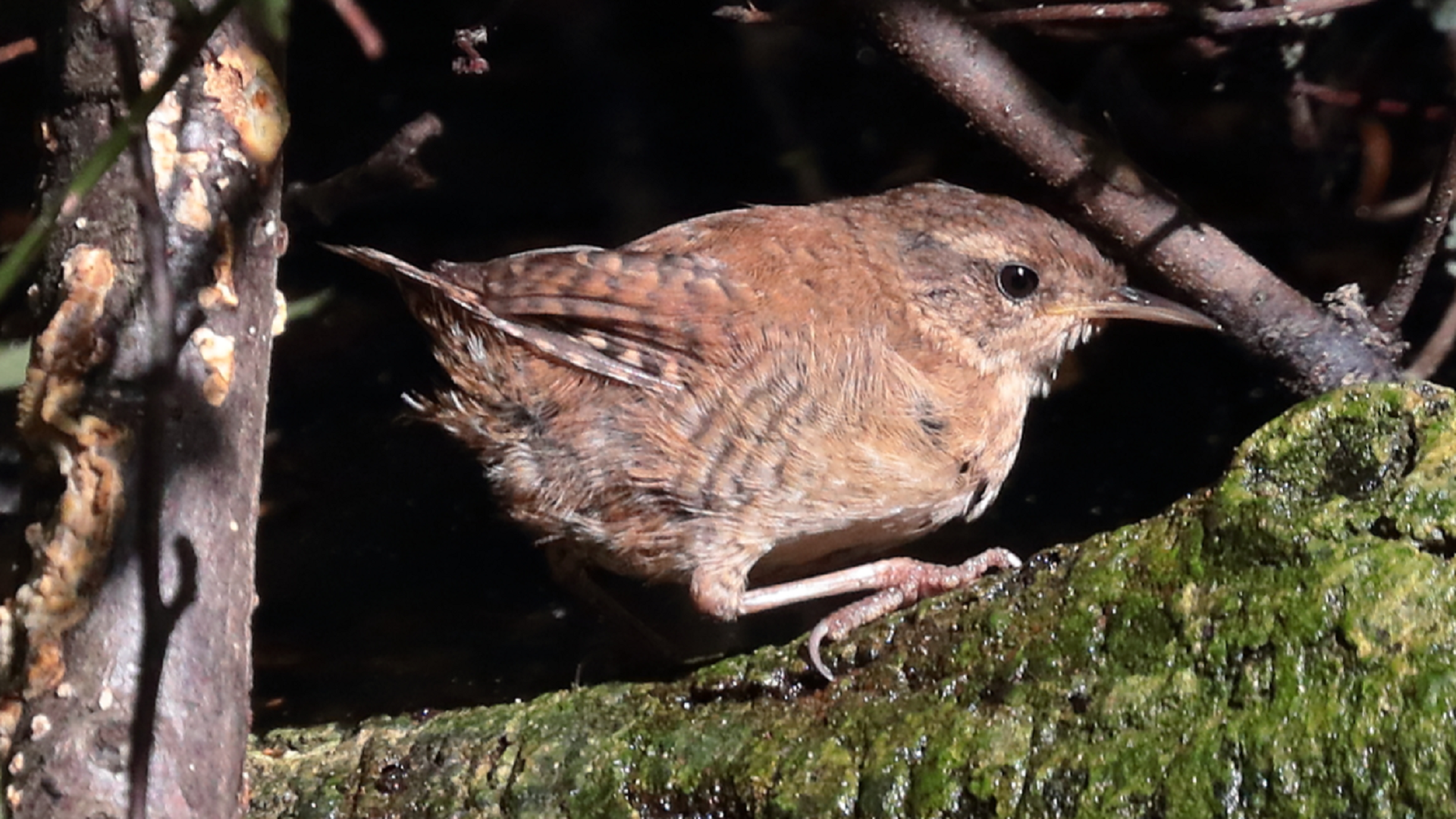 Wren
Troglodytes troglodytes