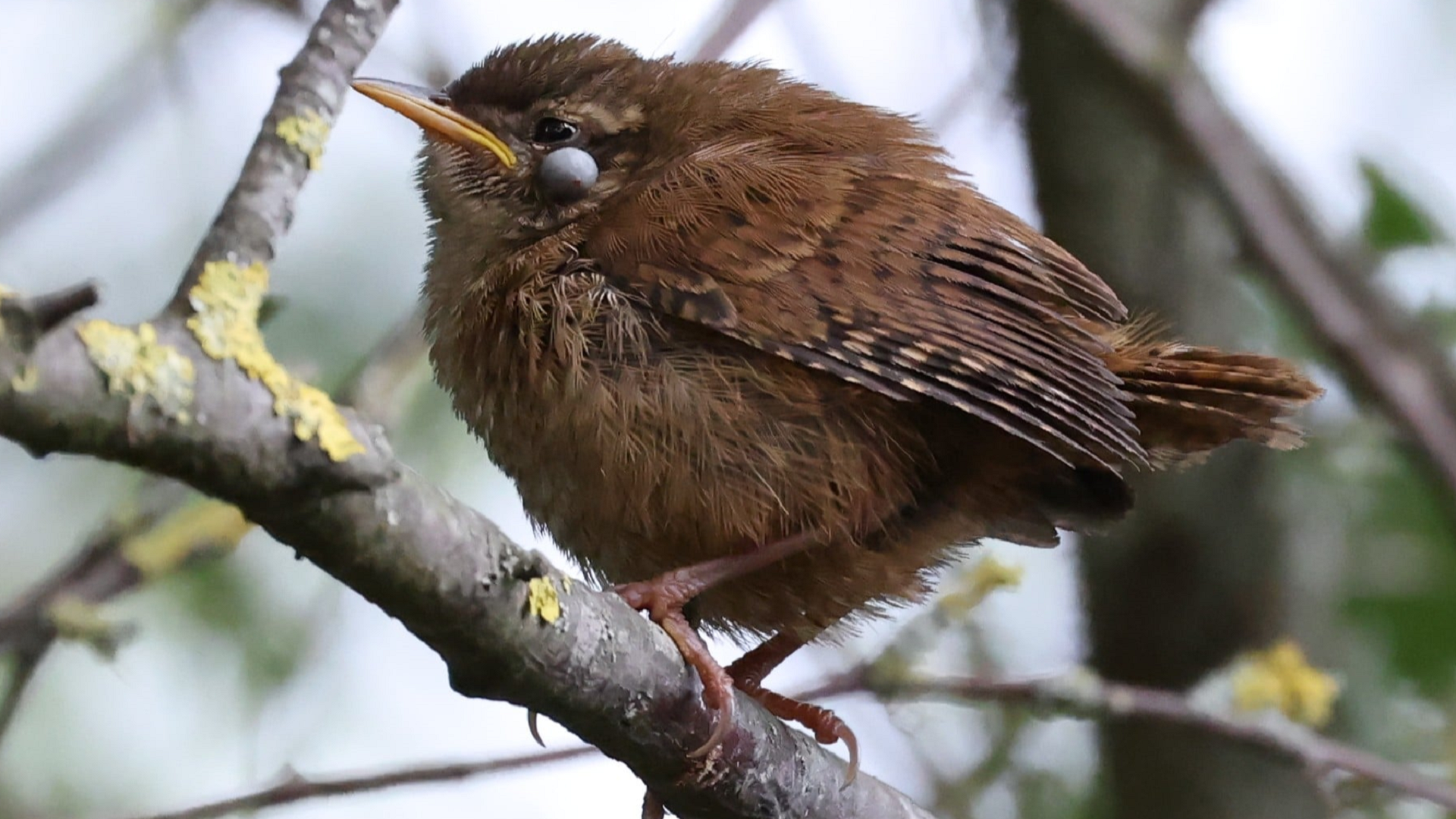 Wren
Troglodytes troglodytes
Tick
Ixodes