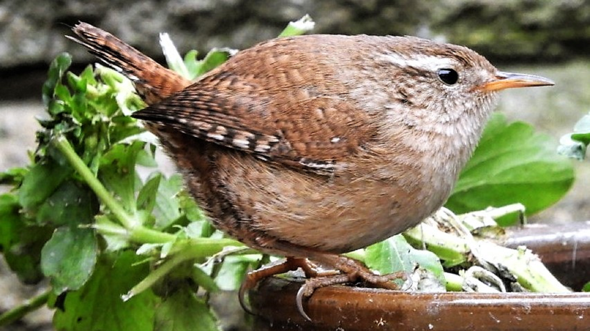 Wren
Troglodytes troglodytes