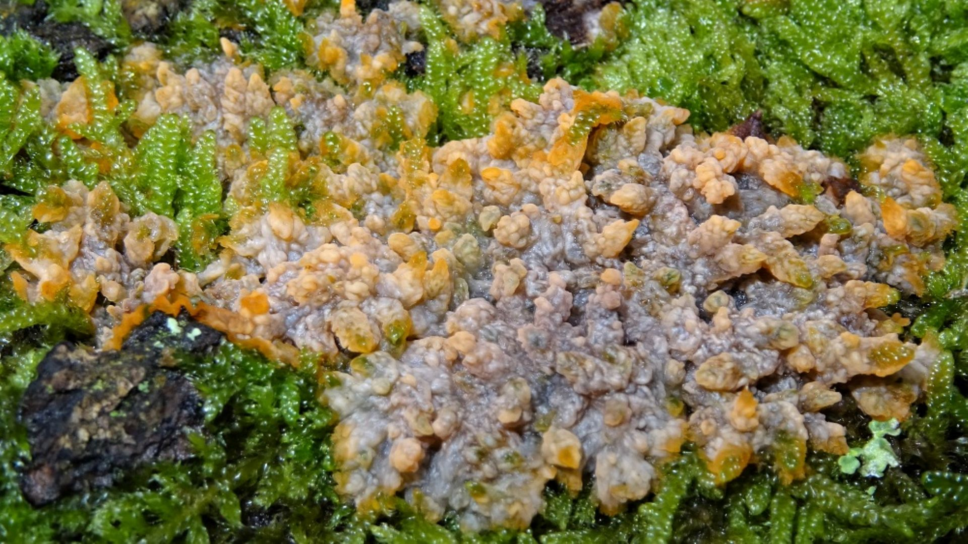 Wrinkled Crust Fungus
Pheblia radiata