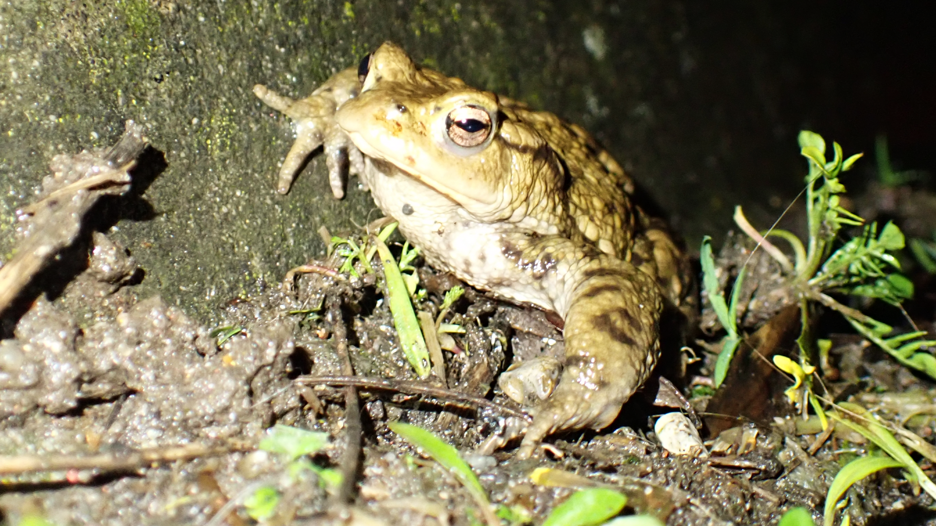 Small Tortoiseshell
Aglais urticae