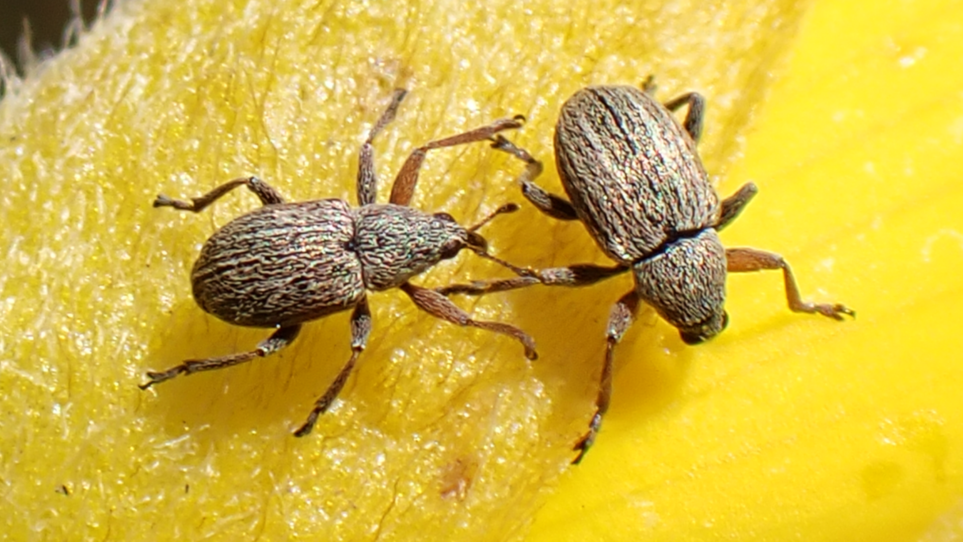Gorse Seed Weevil
Apion ulicis