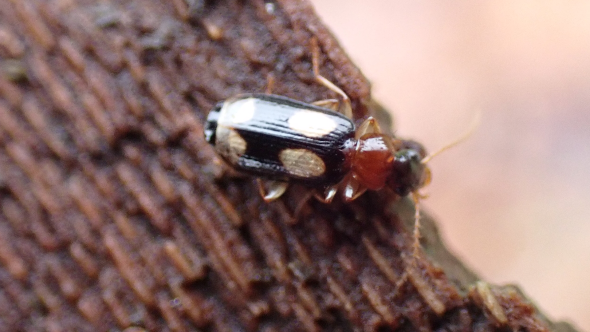 Small Tortoiseshell
Aglais urticae
