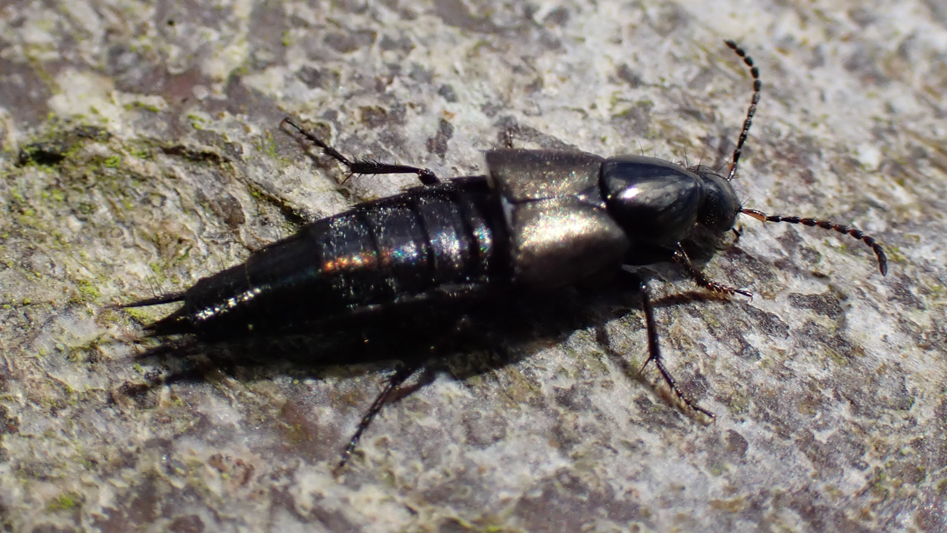 Small Tortoiseshell
Aglais urticae