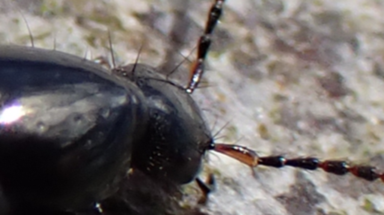 Small Tortoiseshell
Aglais urticae