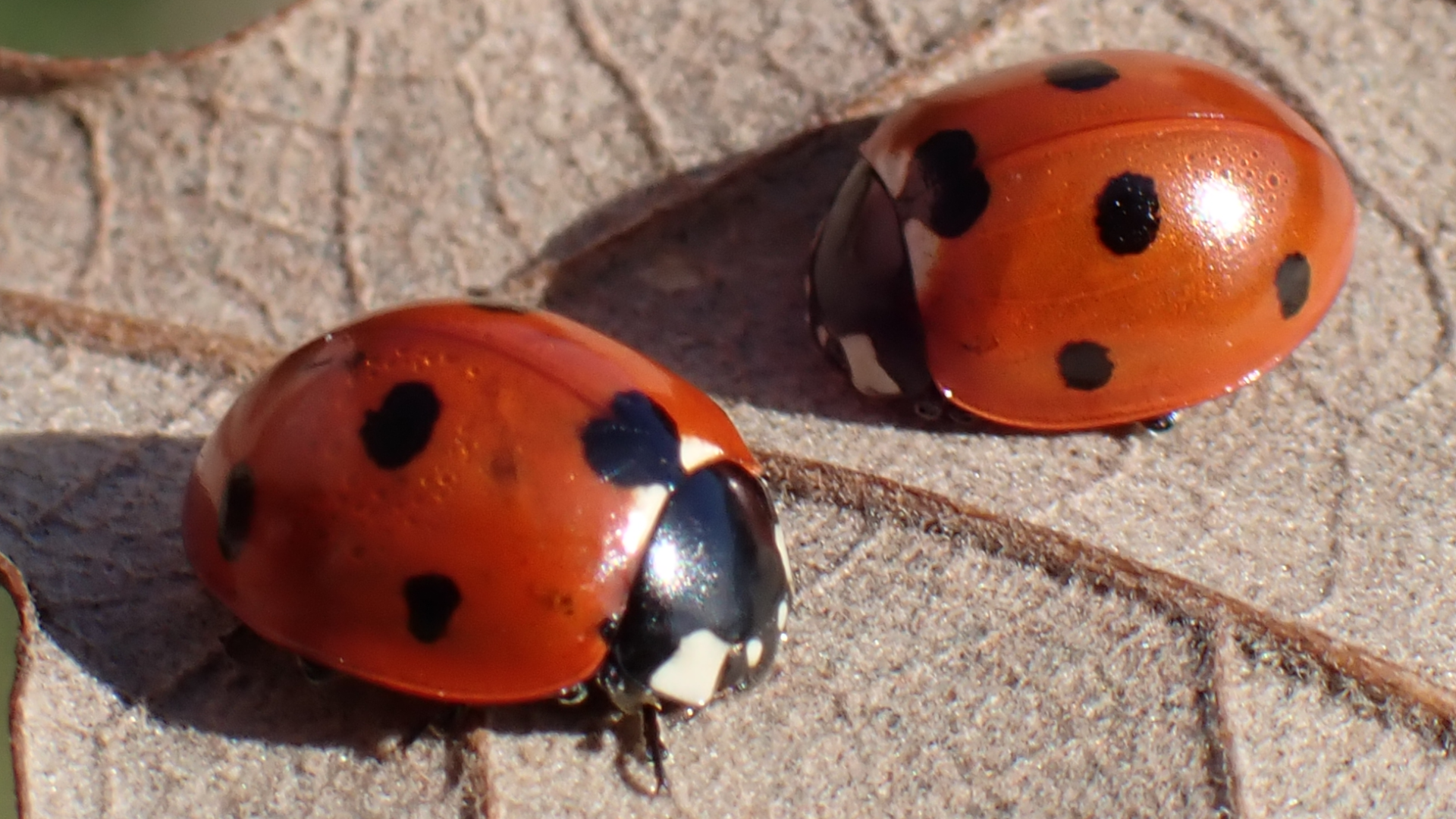 Seven-spot Ladybird
Coccinella septempunctata