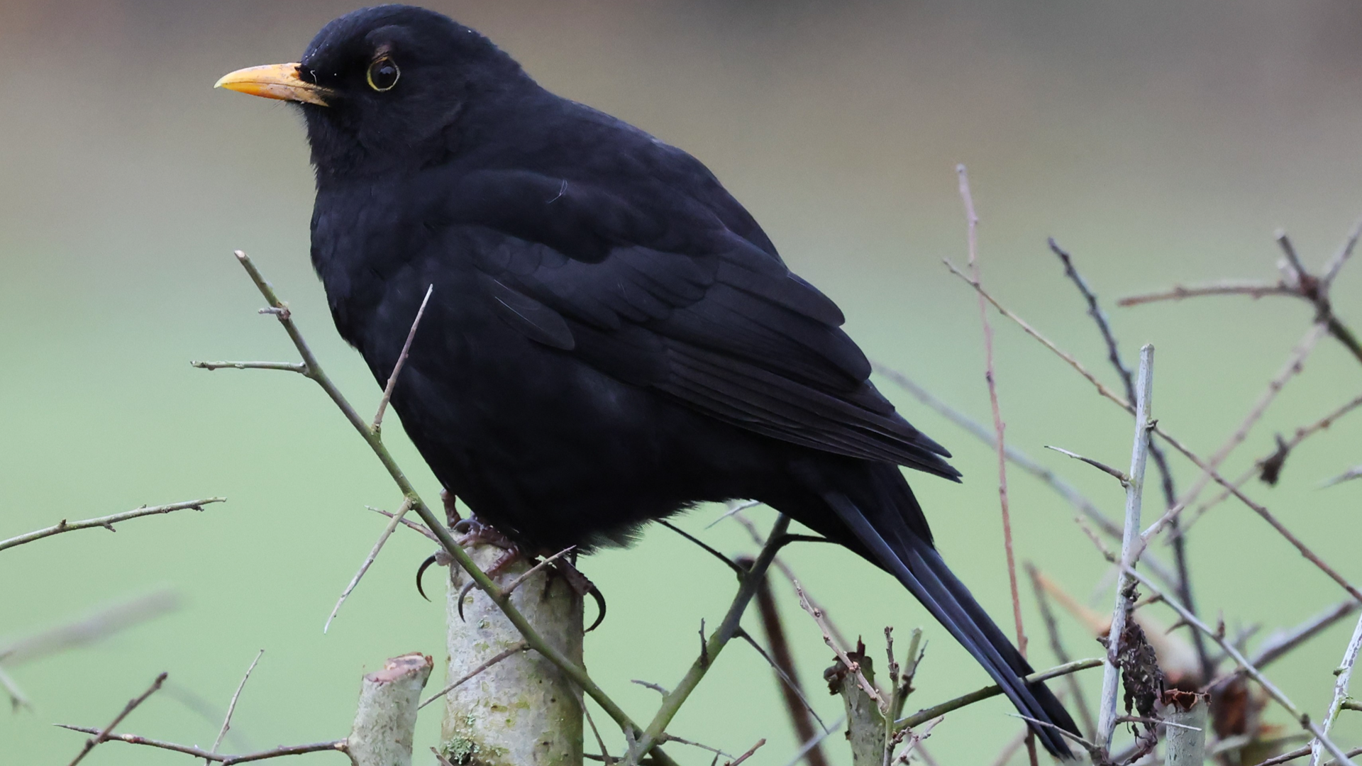 Small Tortoiseshell
Aglais urticae