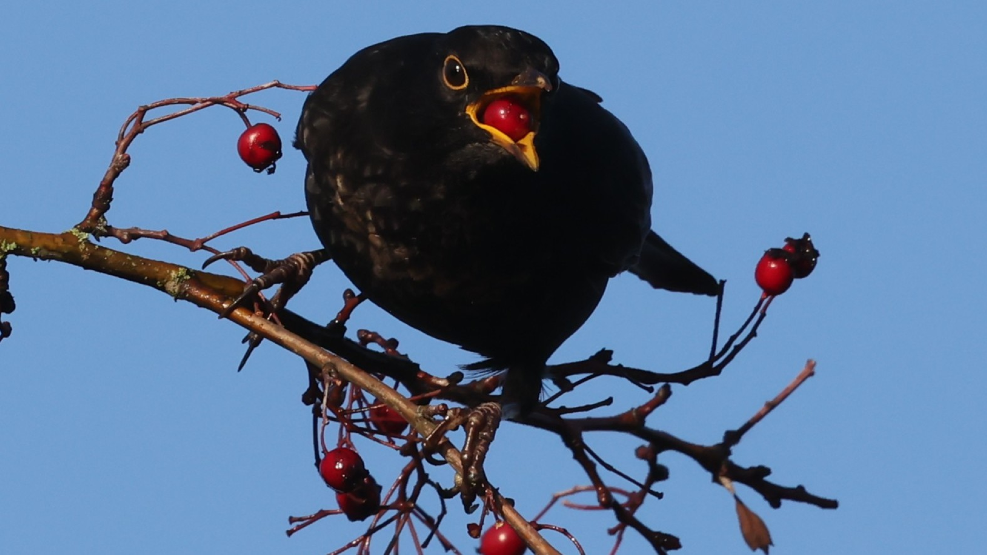 Small Tortoiseshell
Aglais urticae