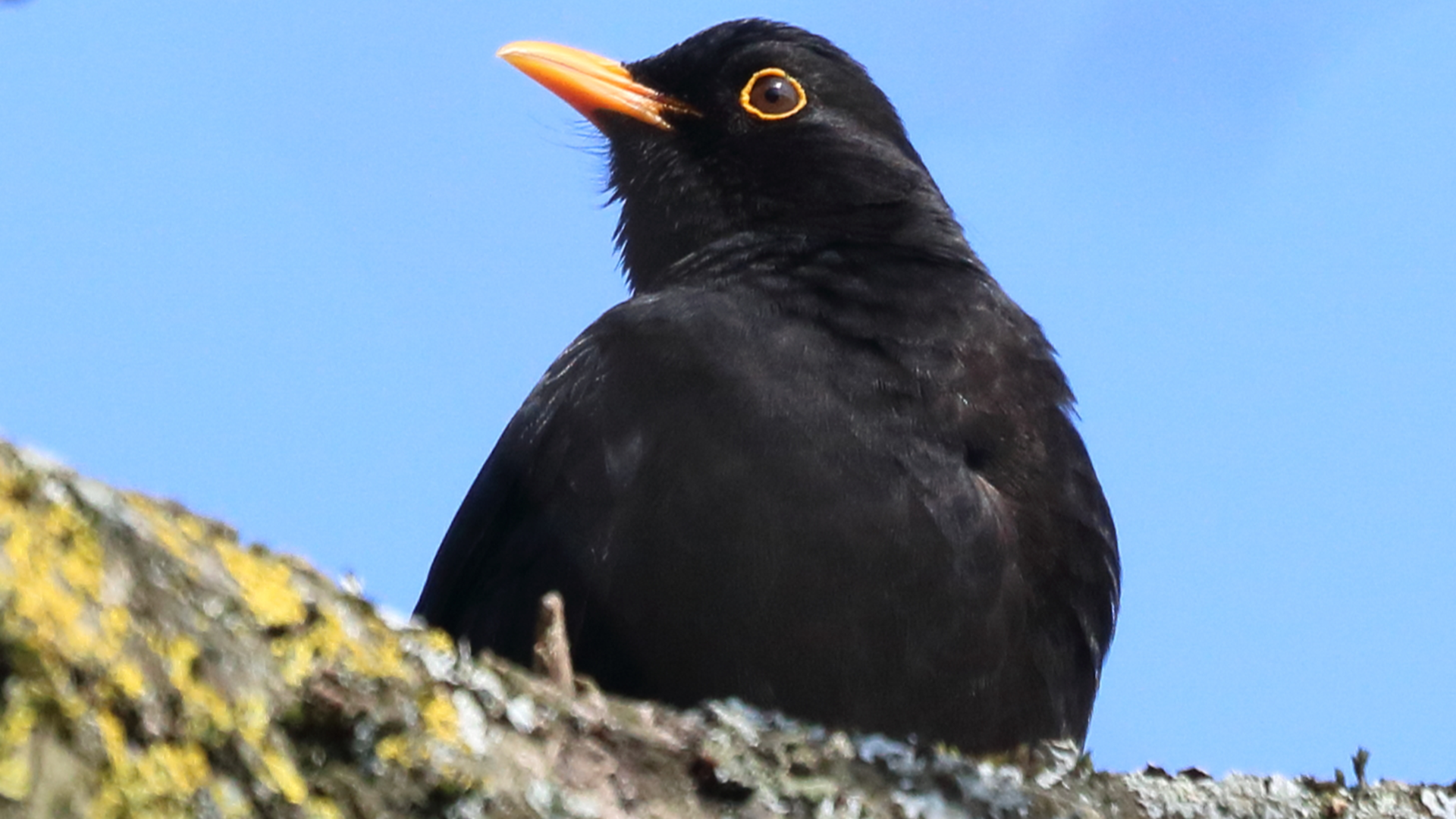 Blackbird
Turdus merula
