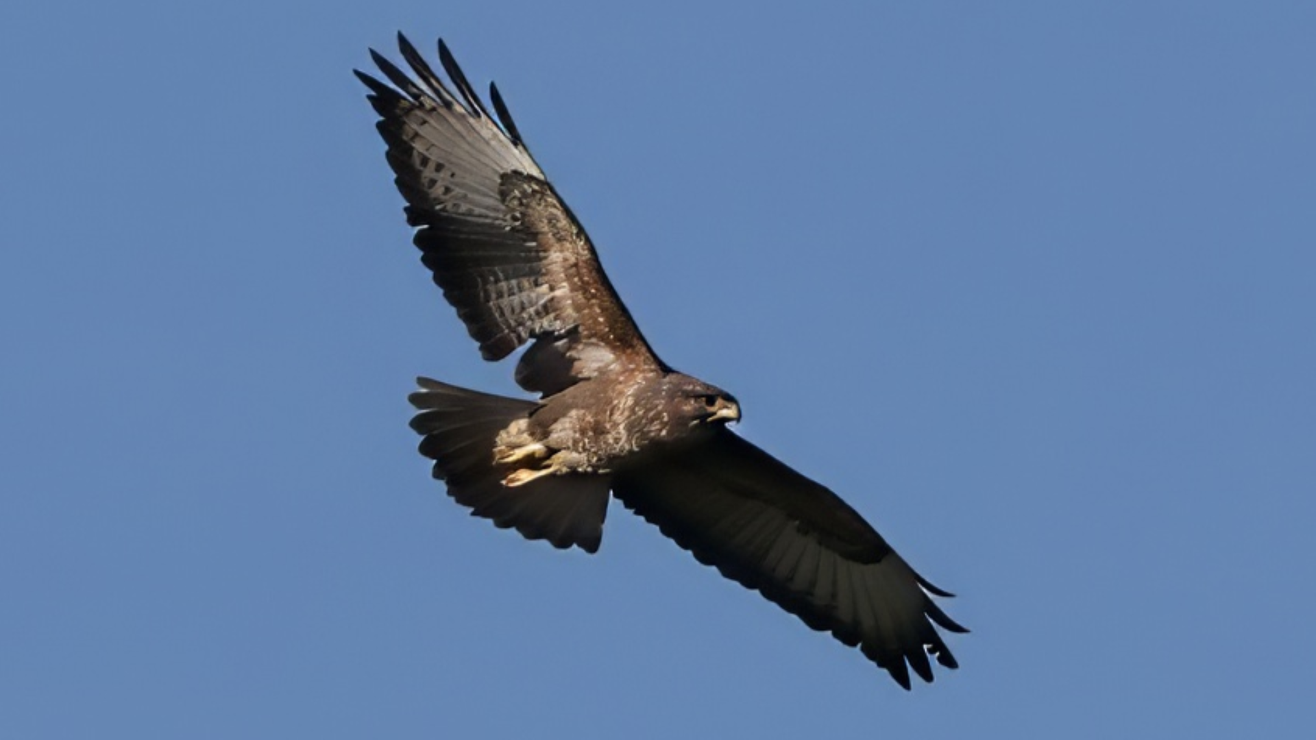Buzzard
Buteo buteo