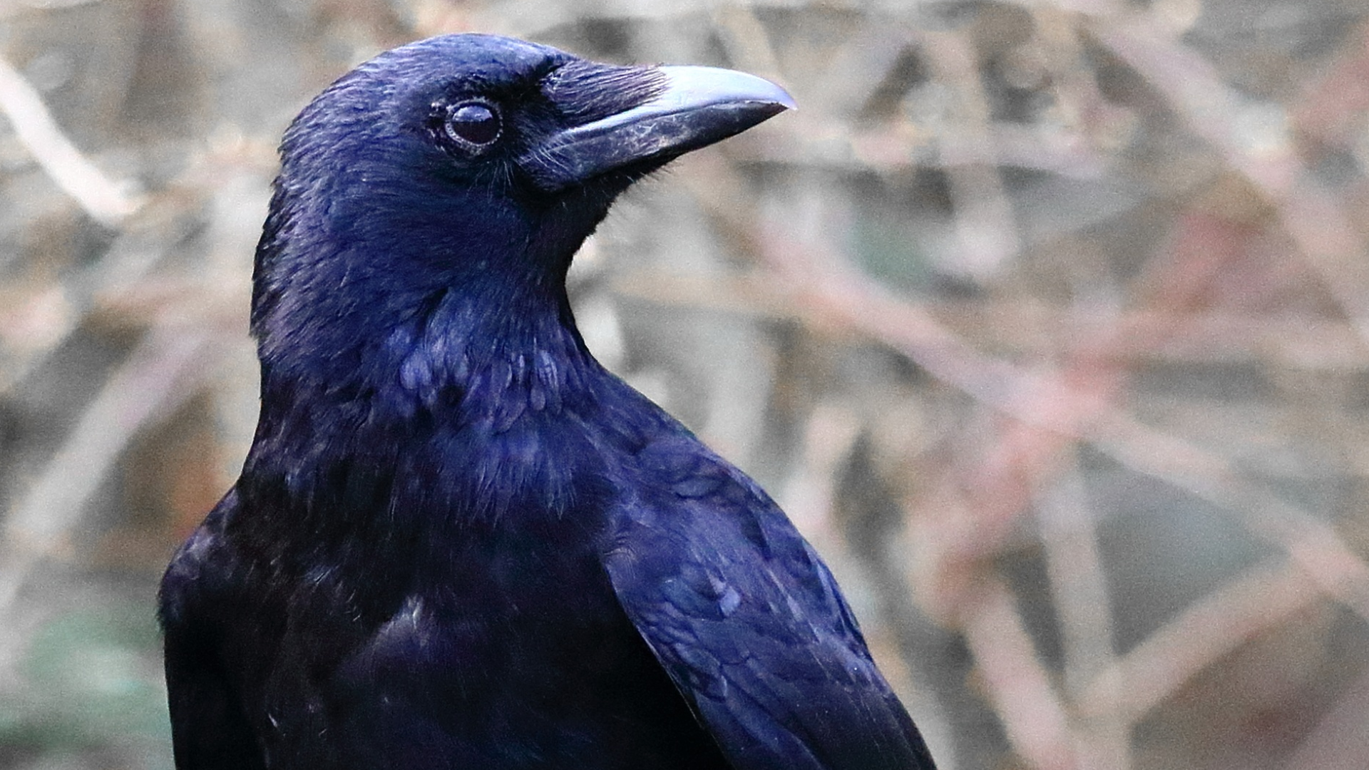 Carrion Crow
Corvus corone