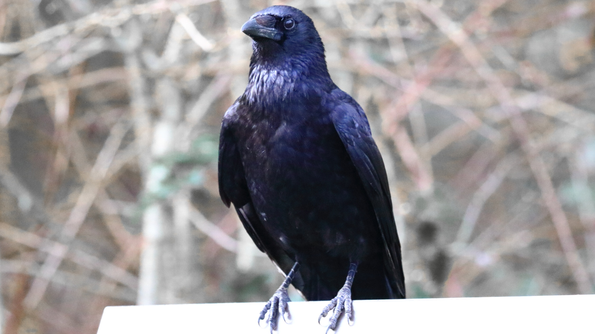 Carrion Crow
Corvus corone
