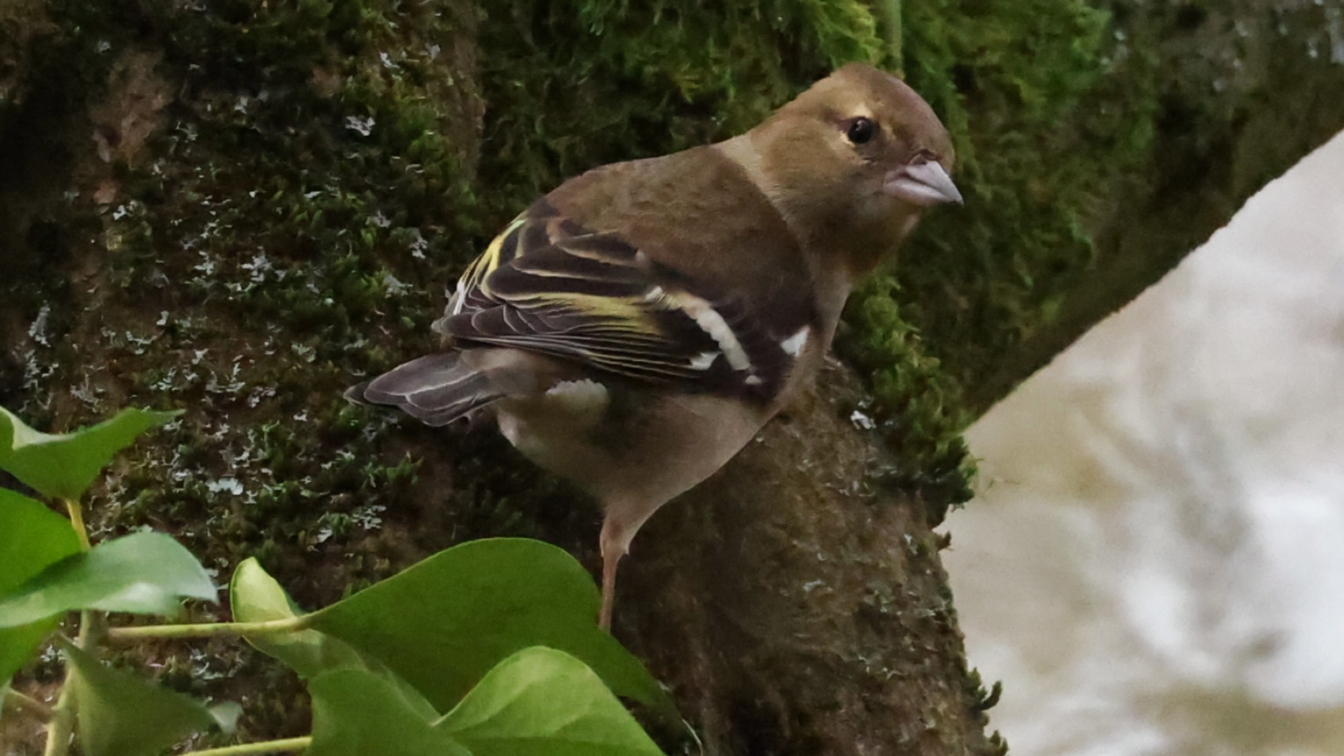 Chaffinch
Fringilla coelebs