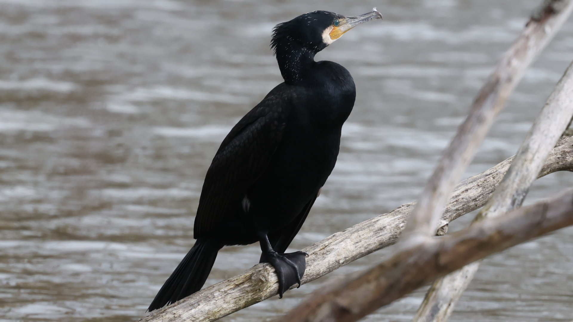 Cormorant
Phalacrocorax carbo