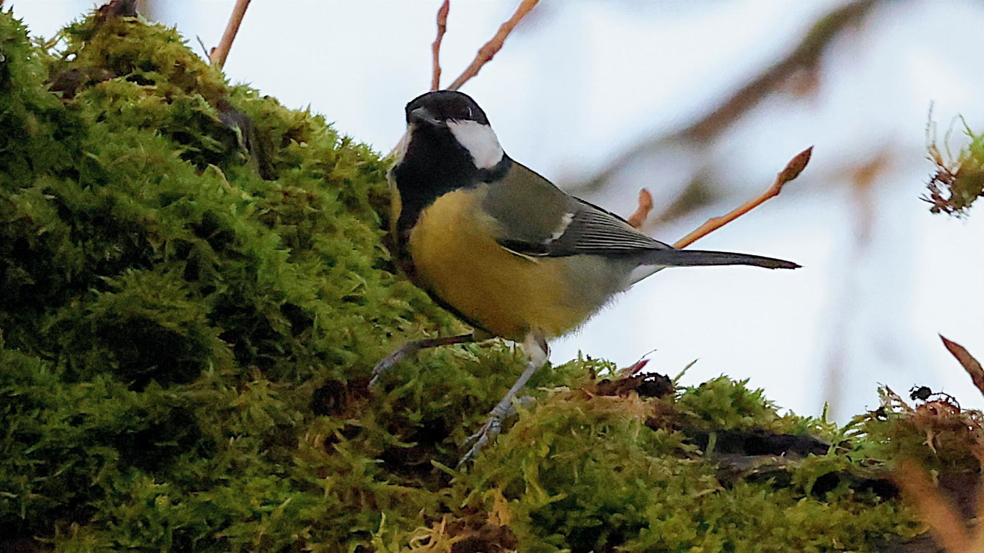 Small Tortoiseshell
Aglais urticae
