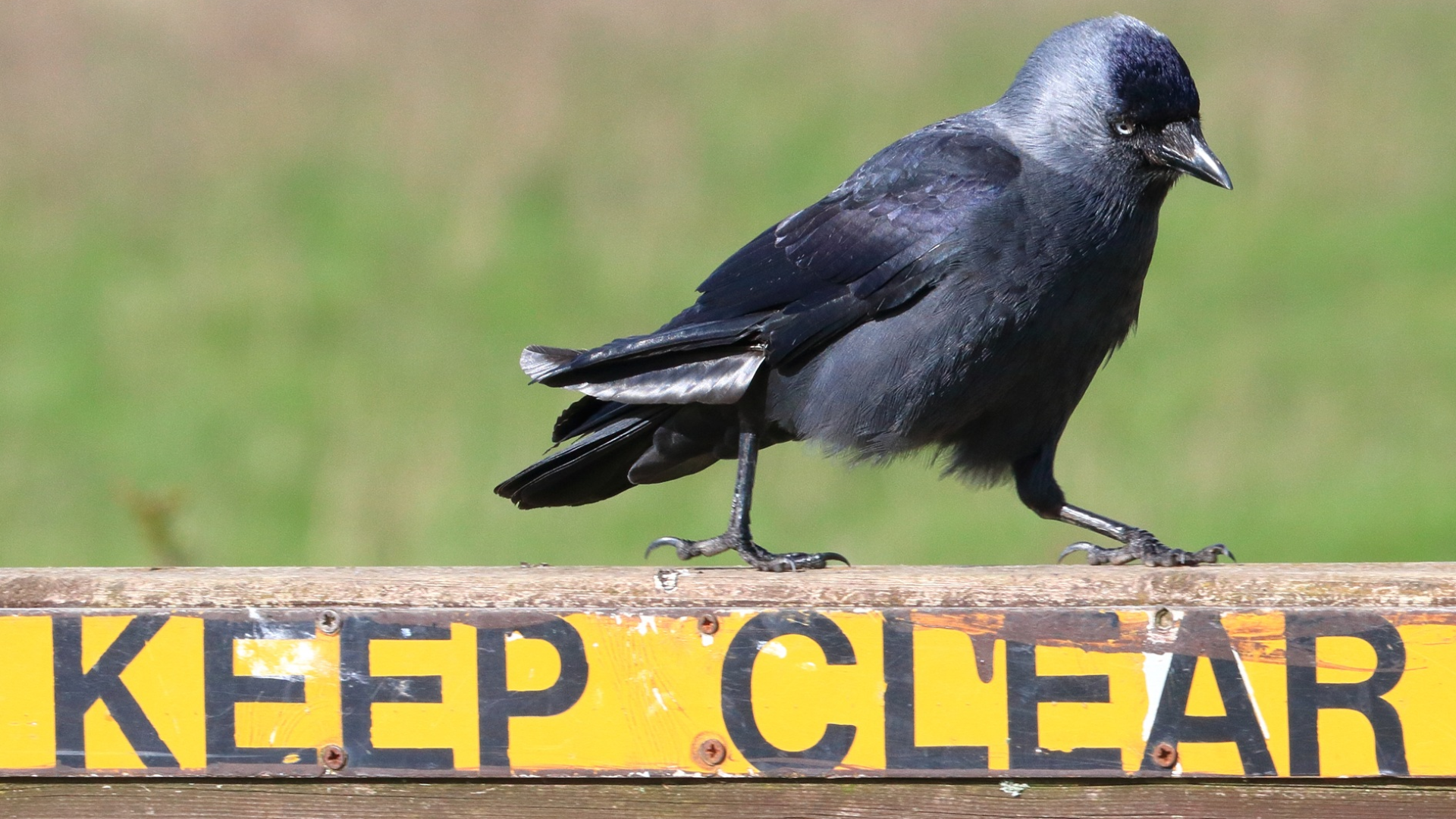 Jackdaw
Coloeus monedula