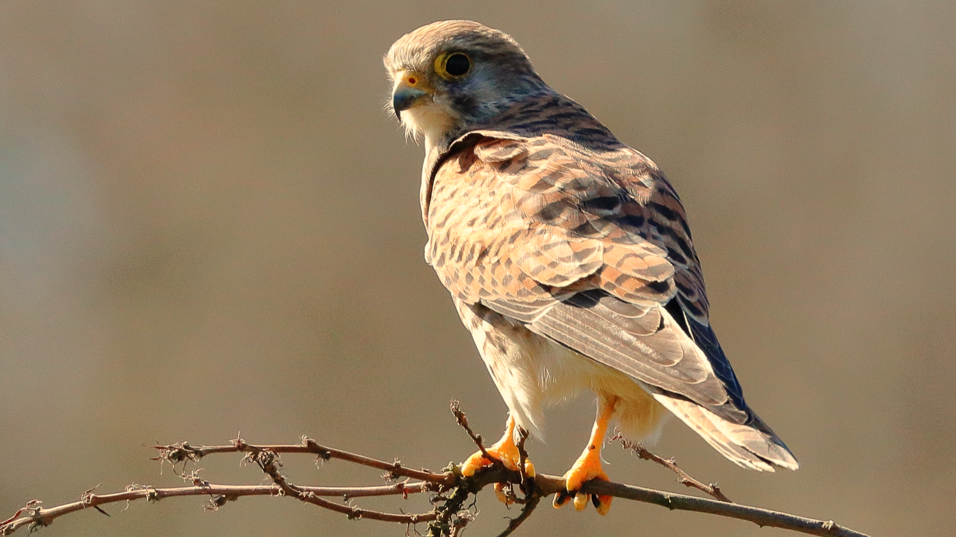 Kestrel
Falco tinnunculus