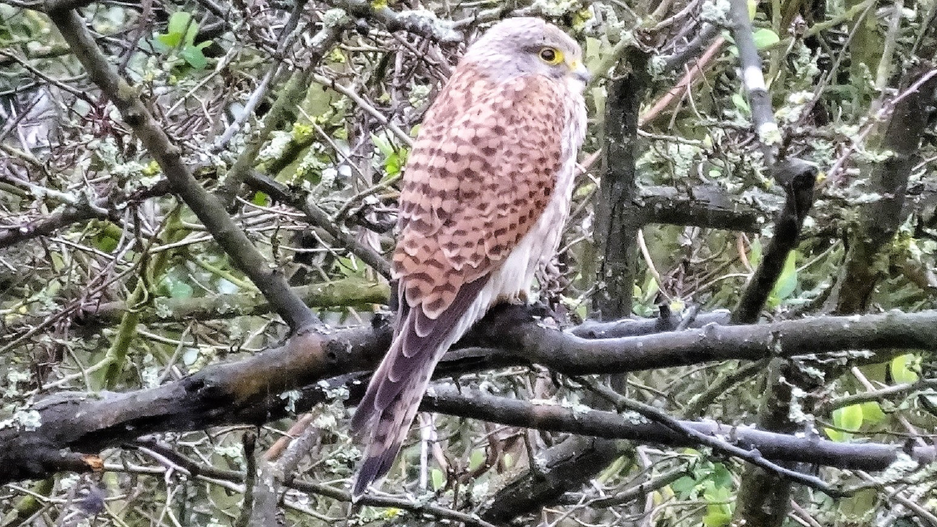 Kestrel
Falco tinnunculus