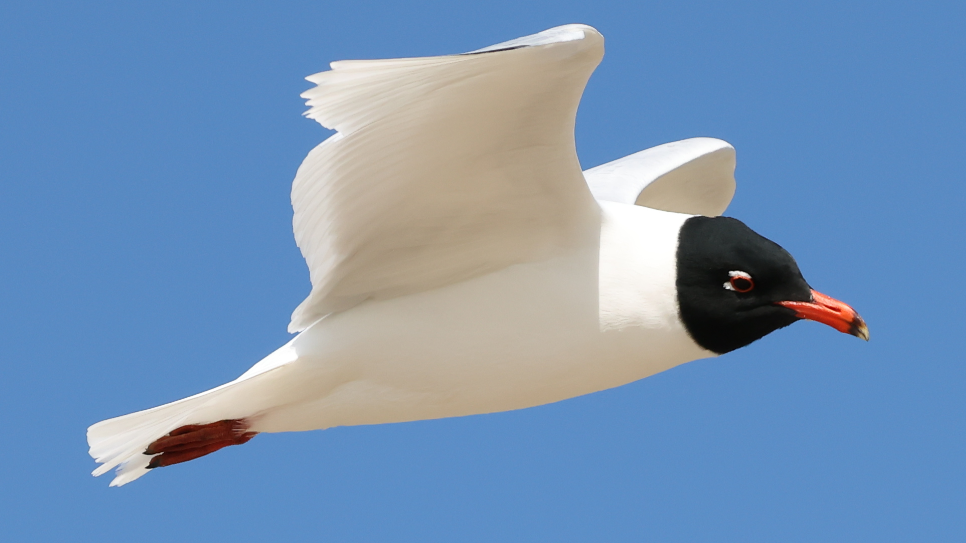 Mediterranean Gull
Larus Melanocephalus