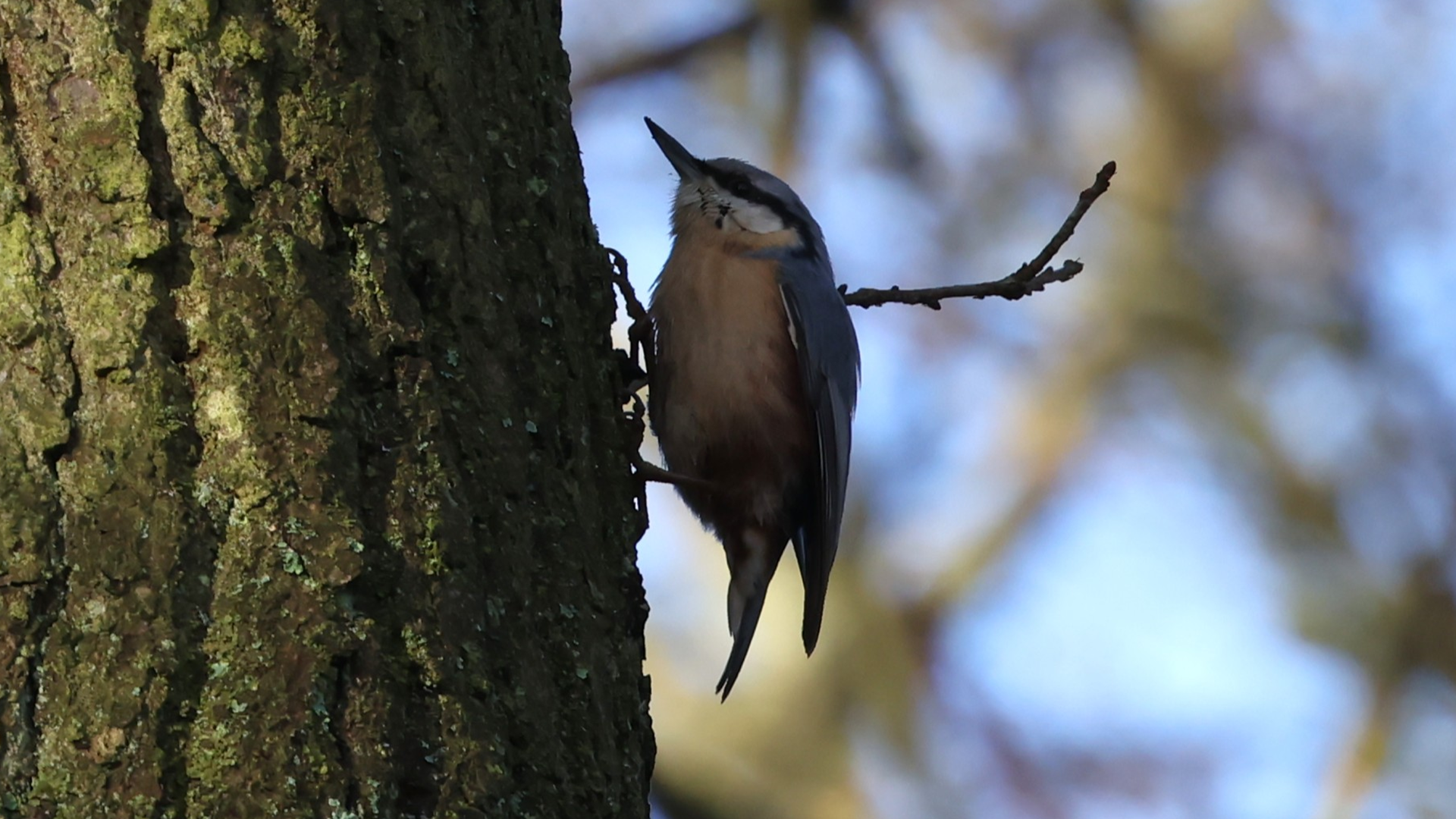 Small Tortoiseshell
Aglais urticae