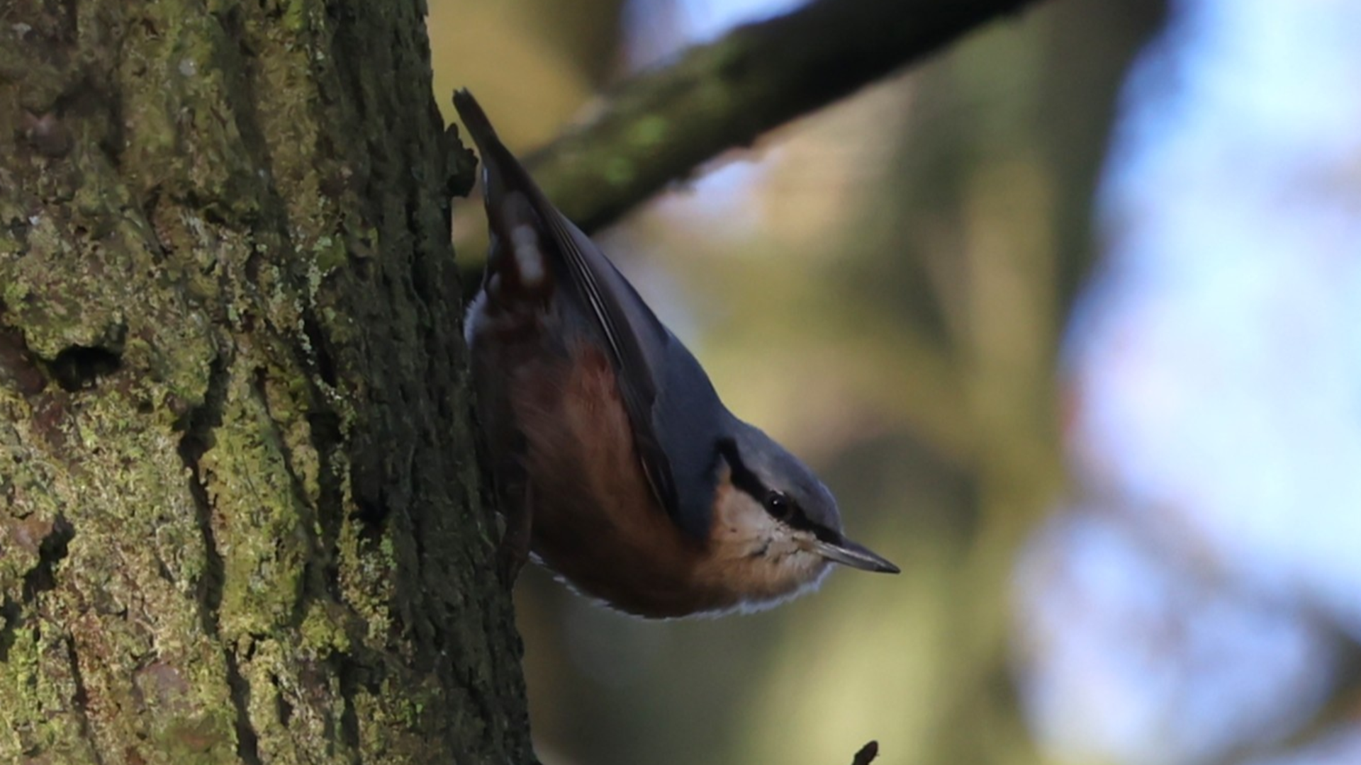 Small Tortoiseshell
Aglais urticae