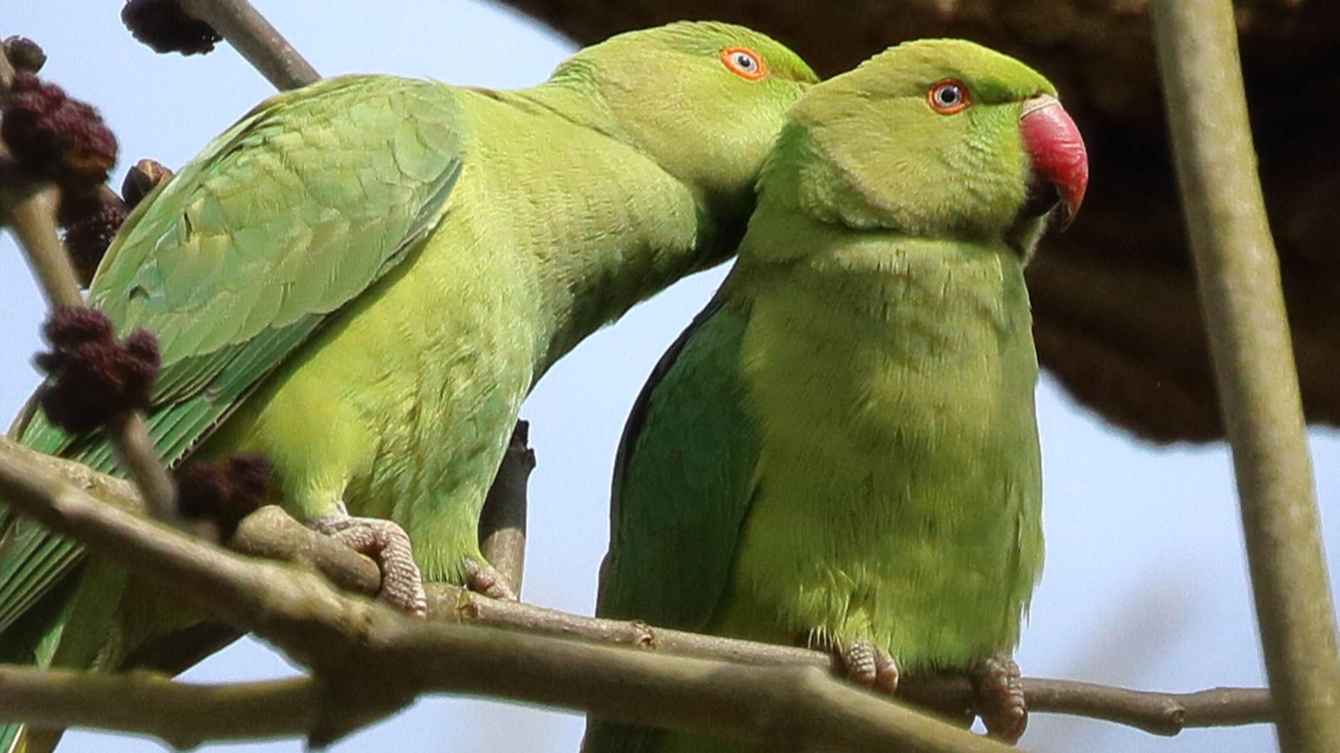 Ring-necked Parakeet
Psittacula krameri
