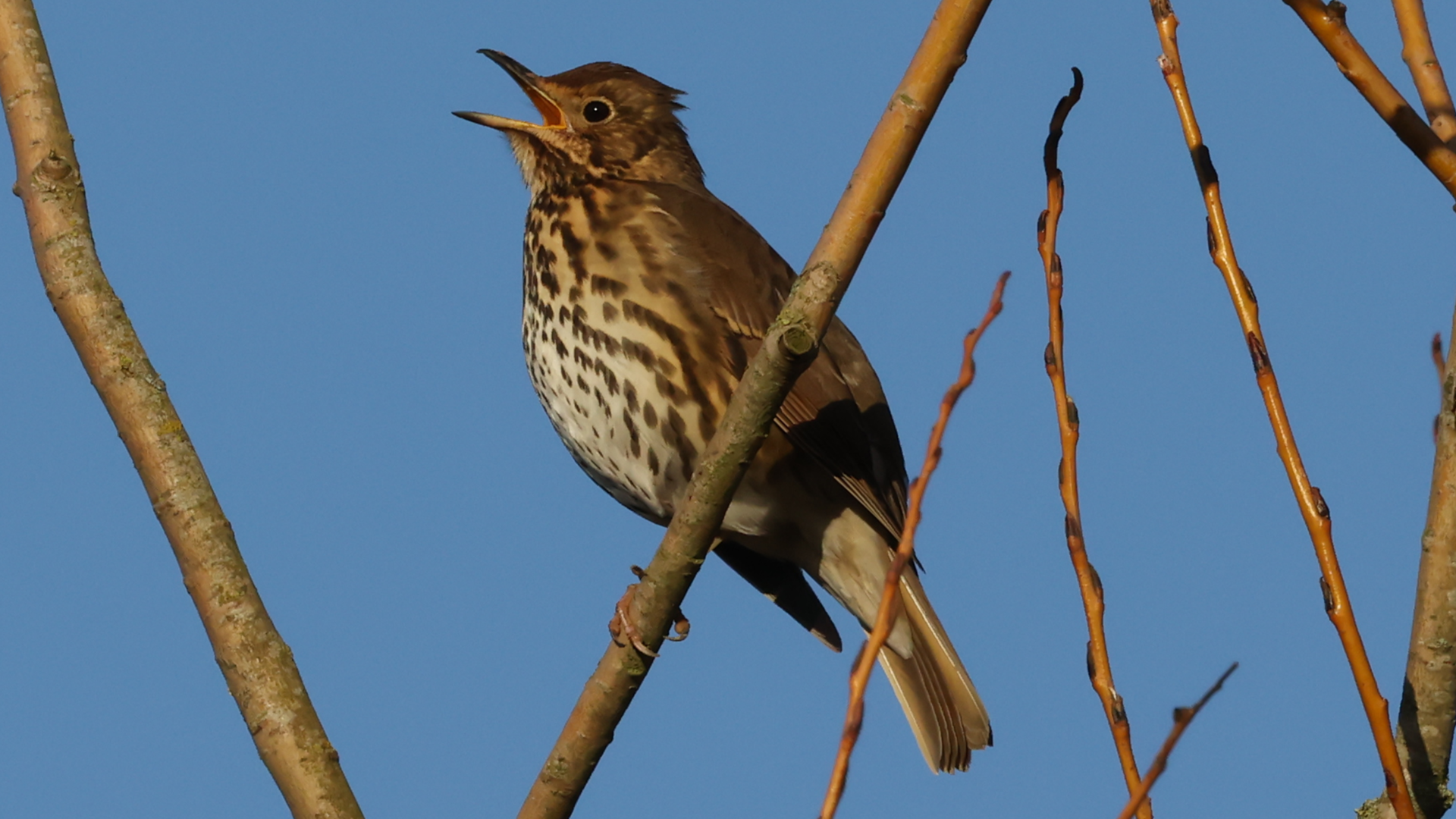 Small Tortoiseshell
Aglais urticae
