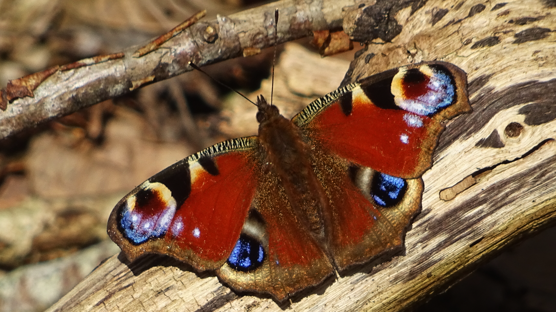 Peacock
Aglais io