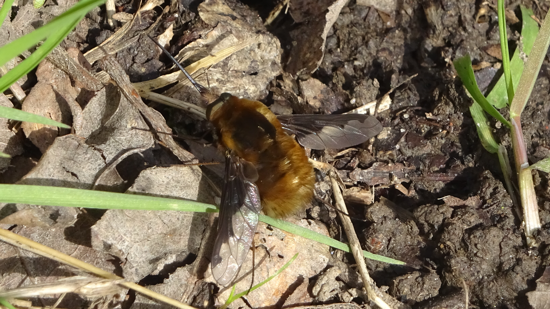 Dark-edged Bee-fly
Bombylius major