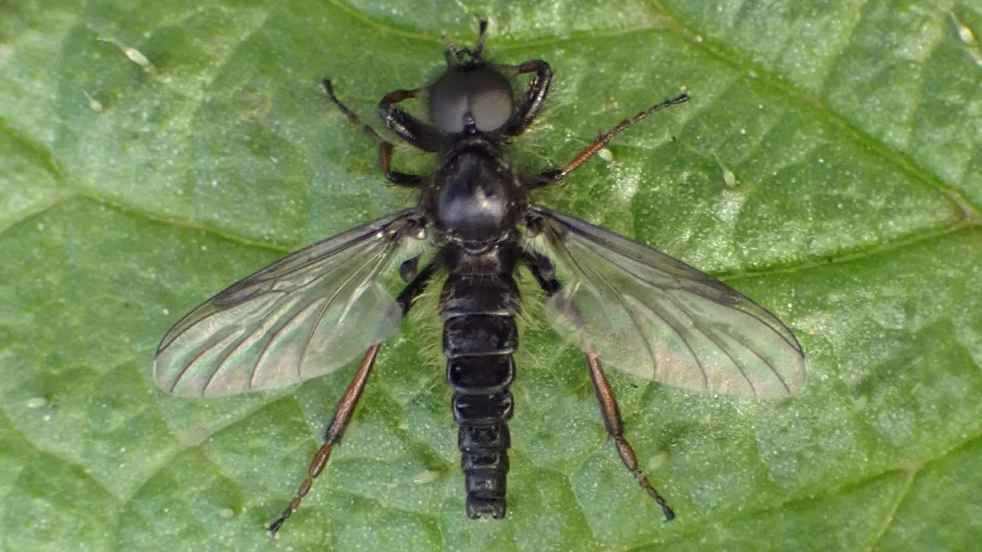March Fly
Bibio lanigerus