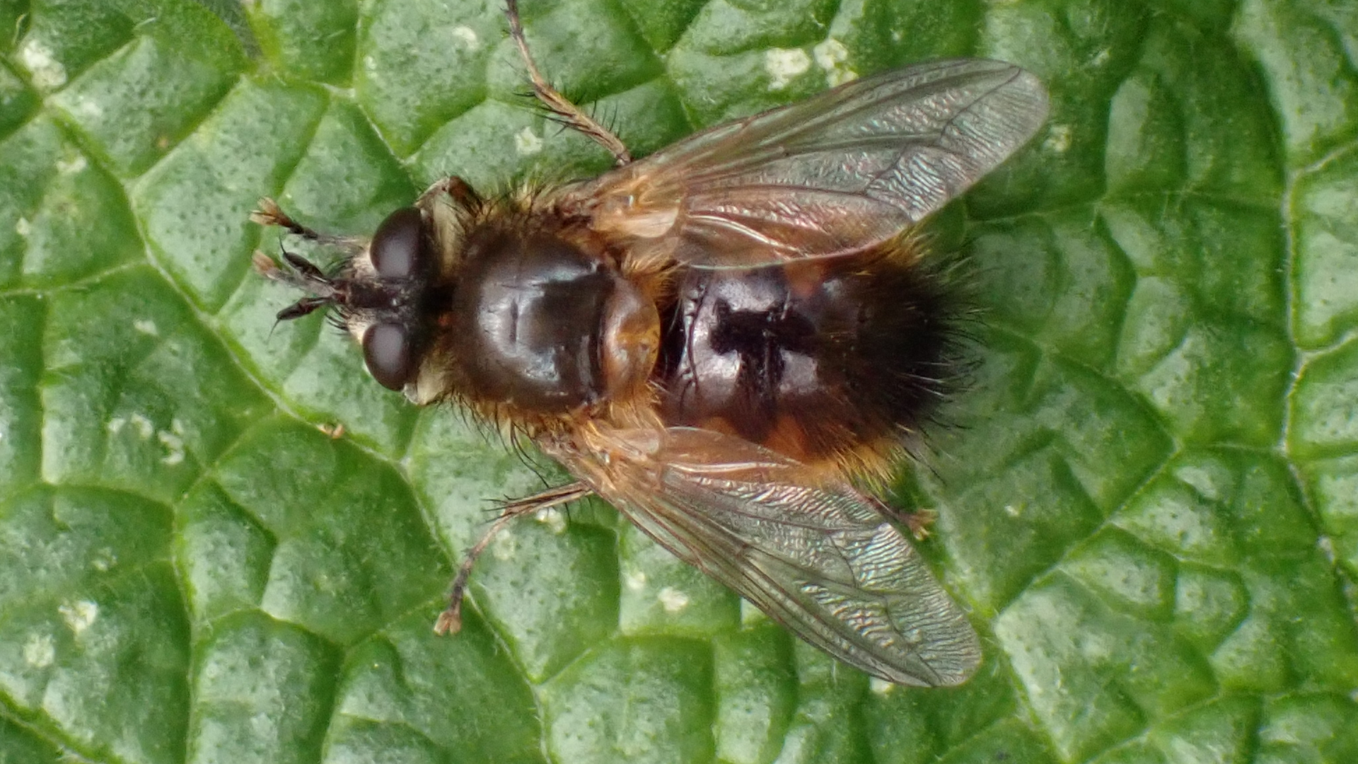 Tachinid Fly
Tachina lucida