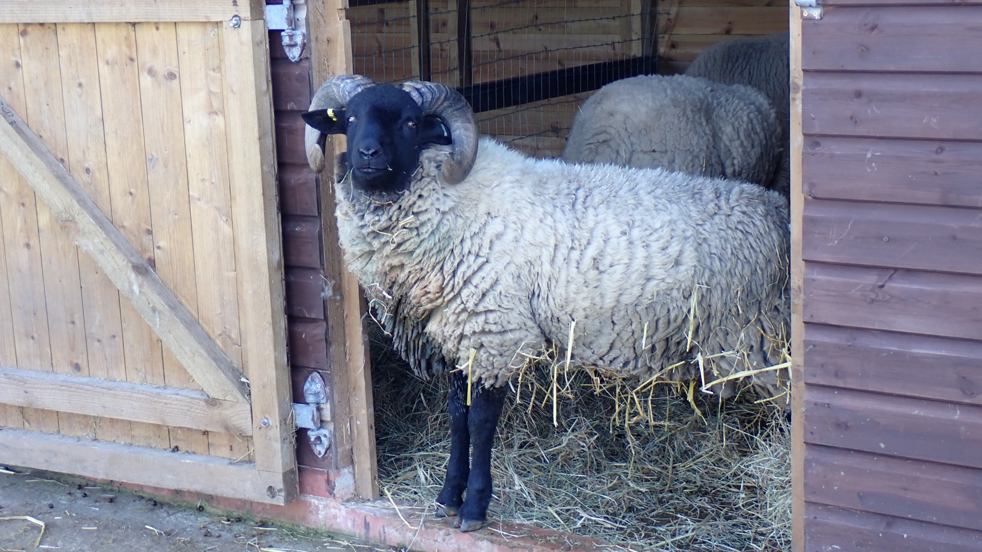 Foxburrow Farm
Sheep