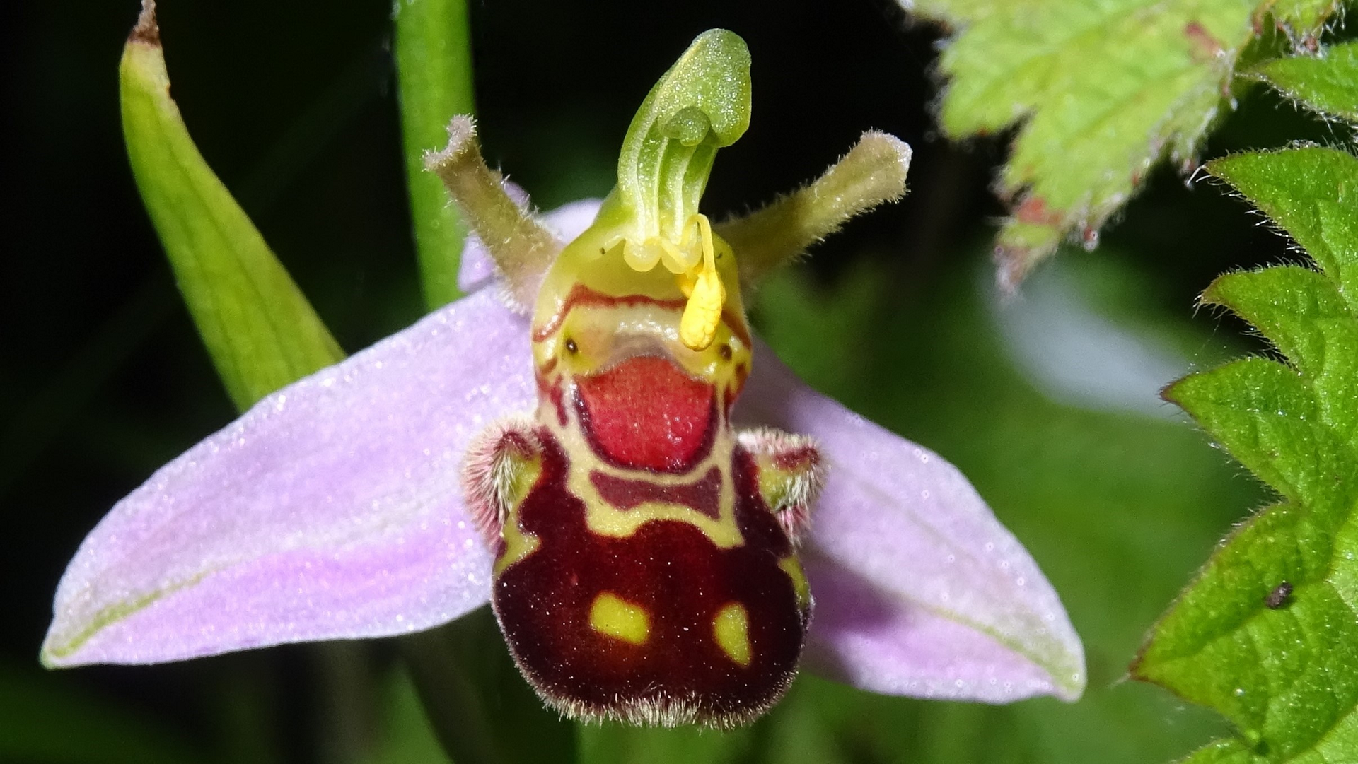 bee orchid