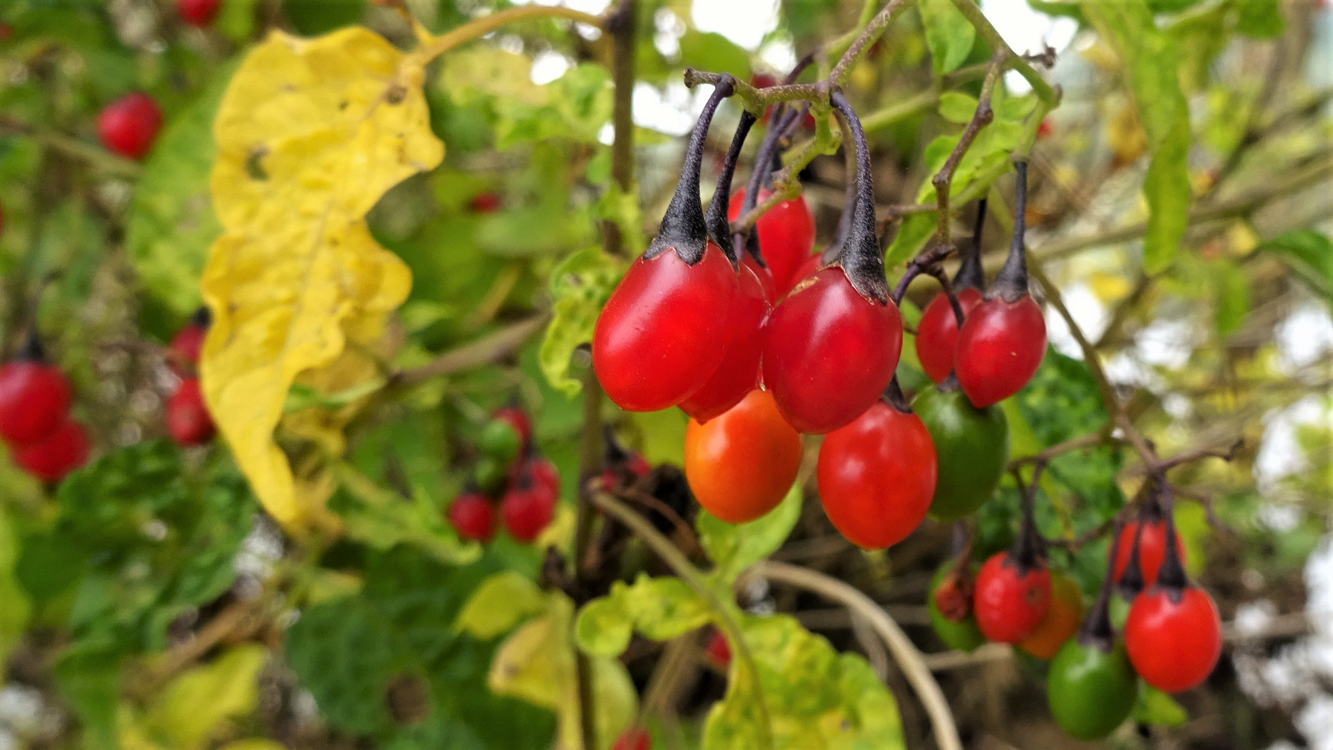 Bittersweet 
Solanum dulcamara  