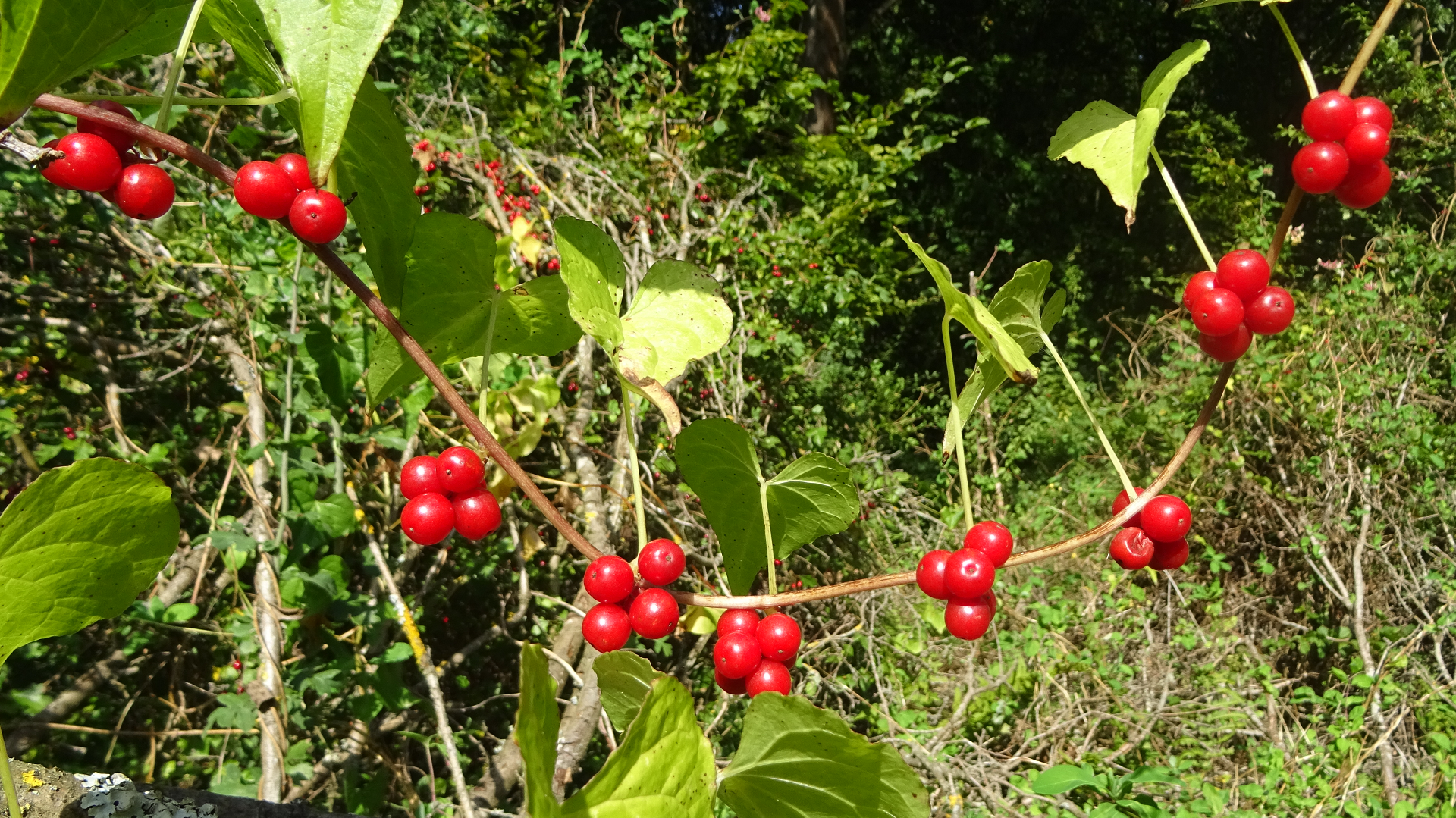 Black Bryony 
Dioscorea communis  