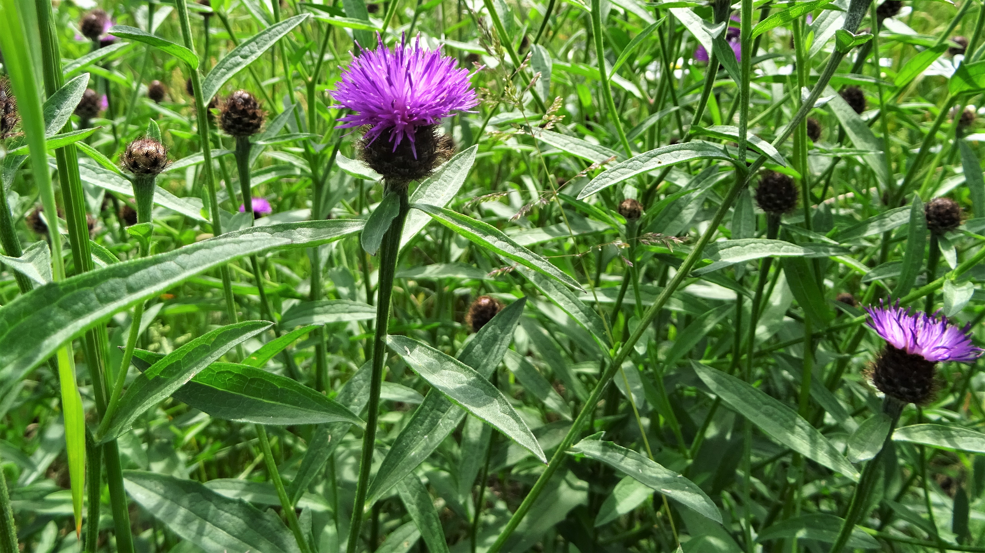 Black Knapweed
Centaurea nigra
