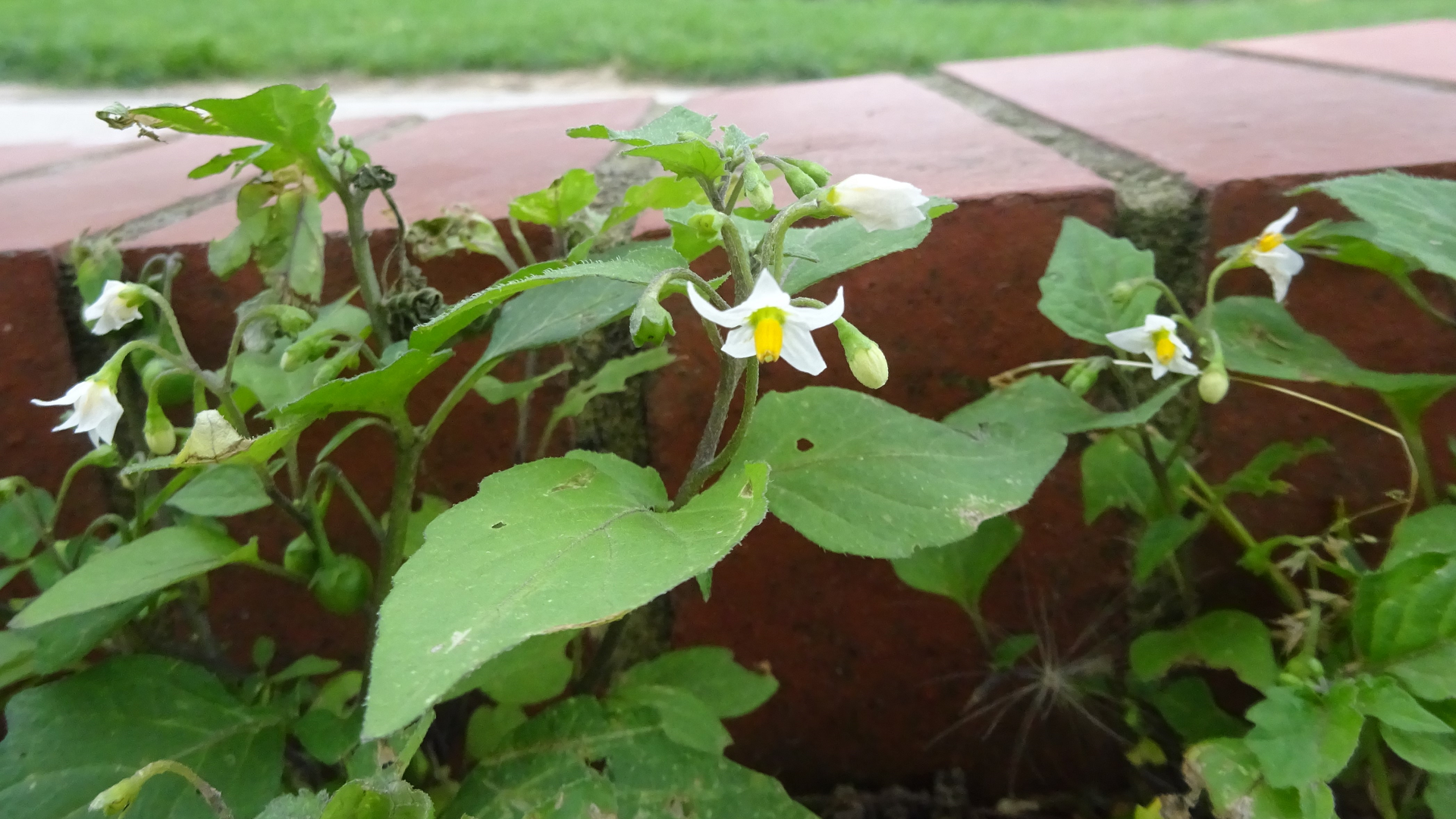 Black Nightshade
Solanum nigrum