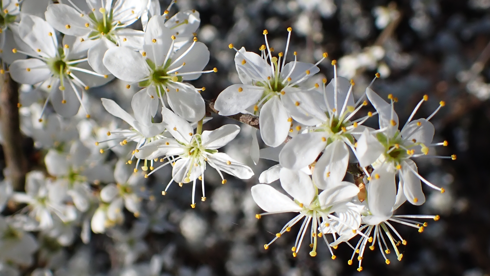 Blackthorn
Prunus spinosa