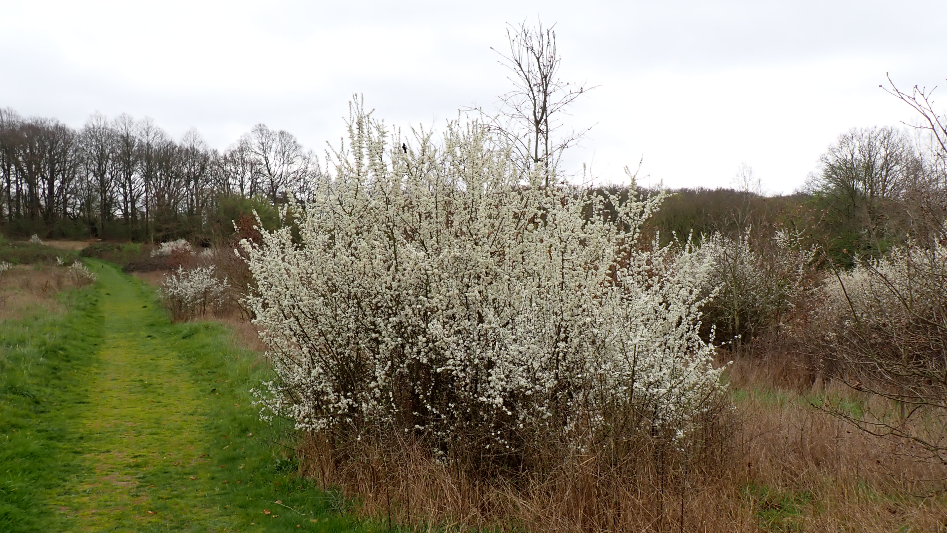 Blackthorn
Prunus spinosa