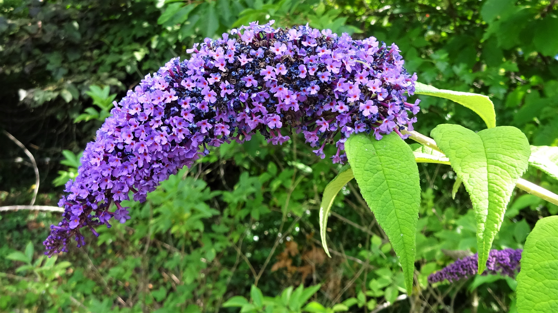 Butterfly-bush
Buddleja davidii
