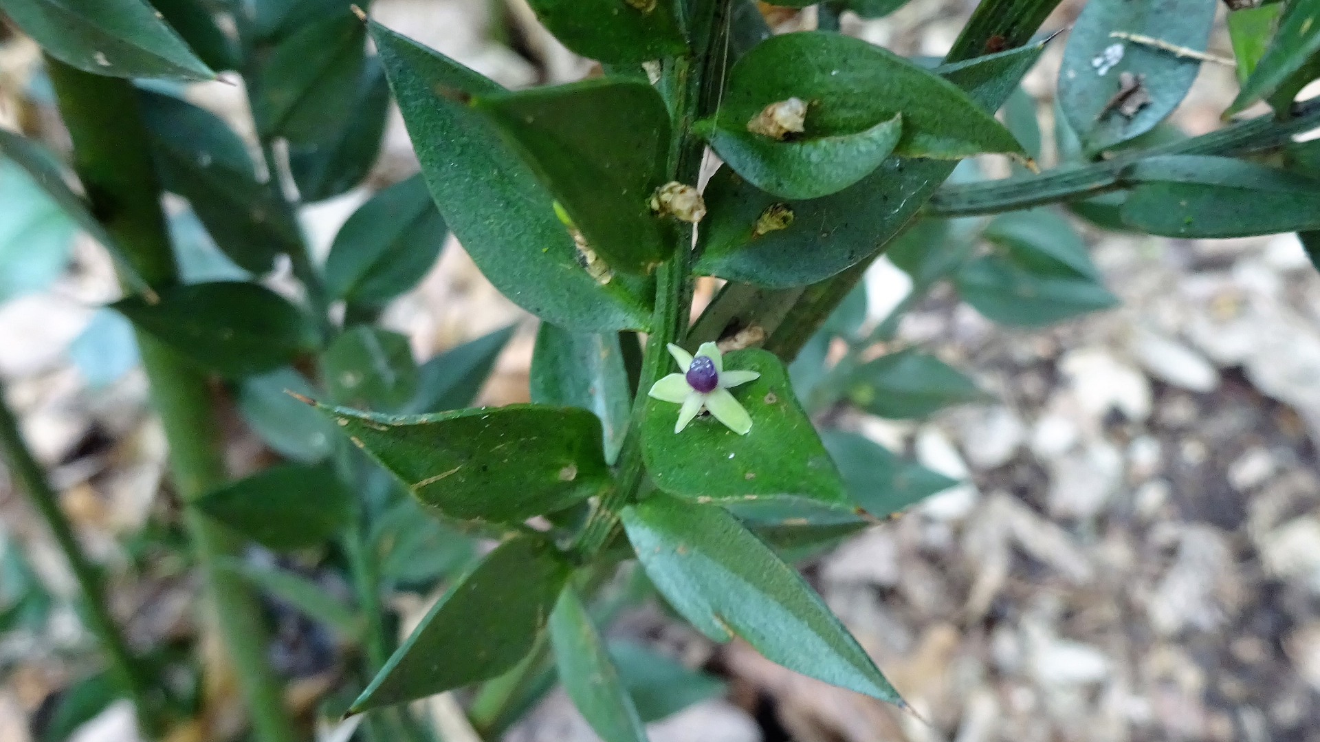 Butcher's Broom
Ruscus aculeatus