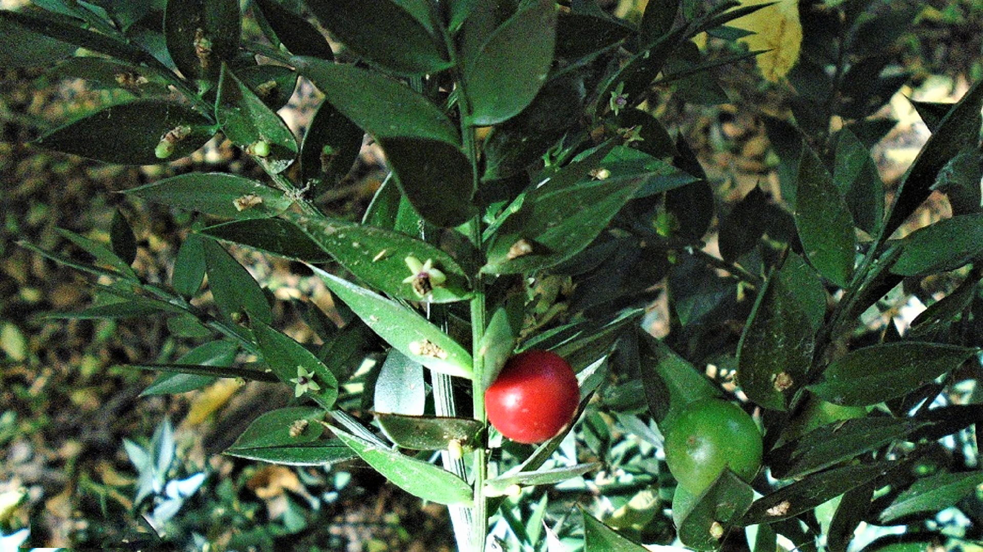 Butcher's Broom
Ruscus aculeatus