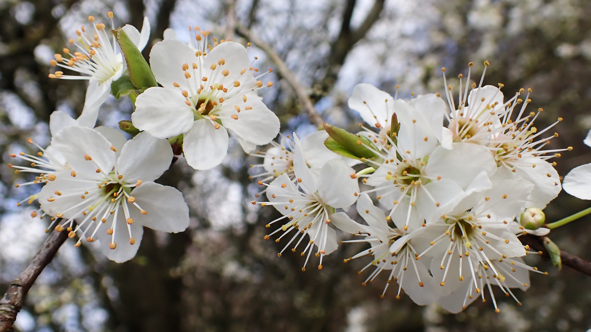 Small Tortoiseshell
Aglais urticae